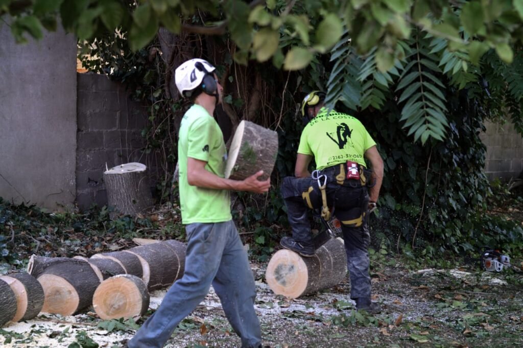 ARBOL